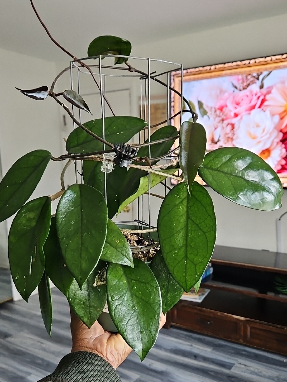 Trailing Hoya DASYANTHA Plant with Shiny Veiny Leaves, In 6in Pot Healthy Plant